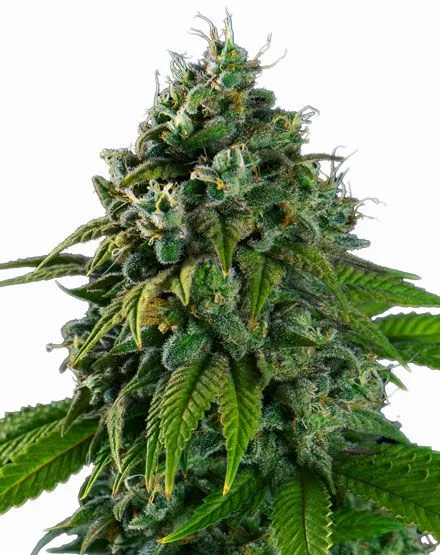 Banana Kush van MSNL Seeds