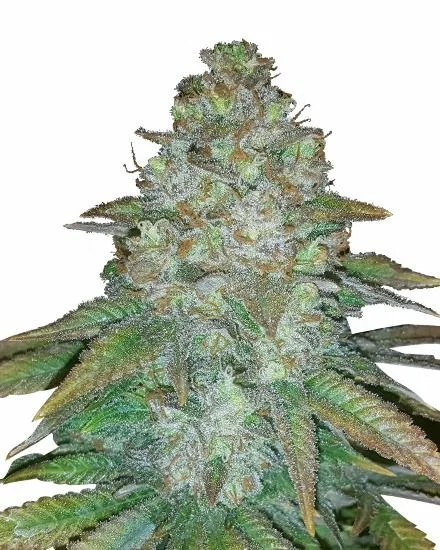 Mimosa van MSNL Seeds