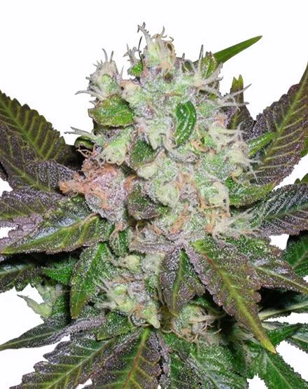 Blue Mystic van MSNL Seeds