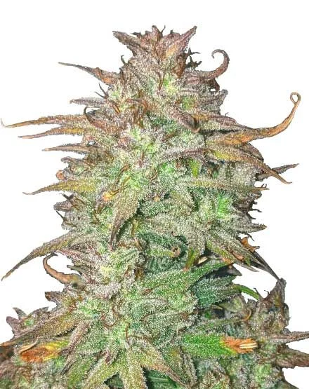 Skywalker OG van MSNL Seeds