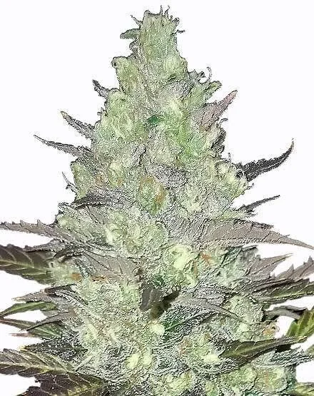 Tangie van MSNL Seeds