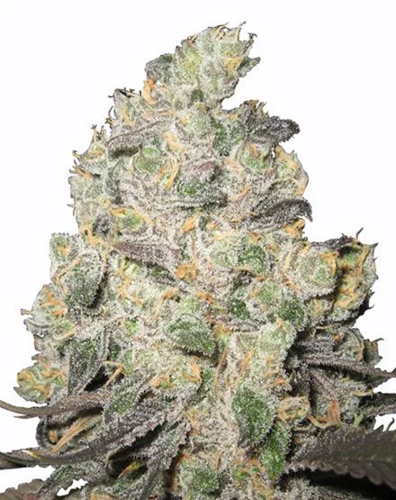 Big Blue Cheese van MSNL Seeds