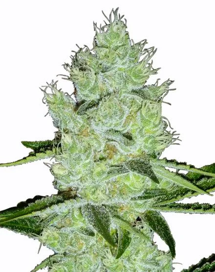 Jack Herer van MSNL Seeds