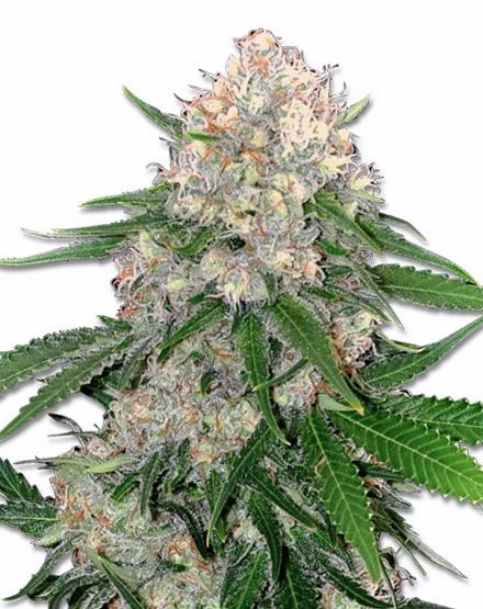 Critical van MSNL Seeds