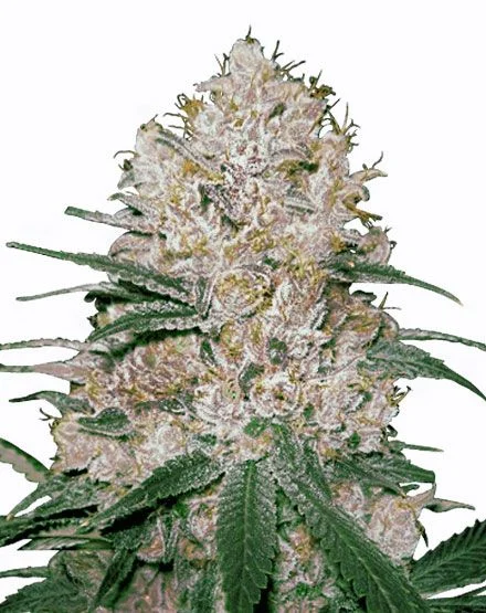 Blue OG van MSNL Seeds