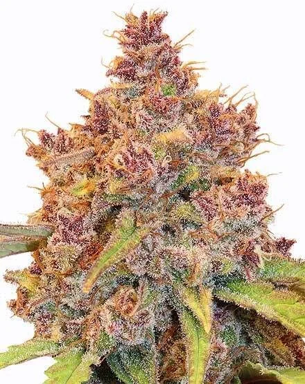 Purple Thai van MSNL Seeds