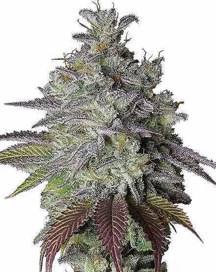 Do Si Dos van MSNL Seeds