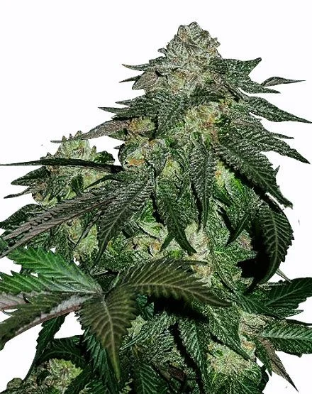 Magnum van MSNL Seeds