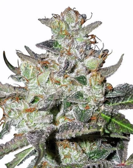 Caramelicious van MSNL Seeds