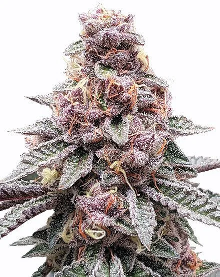 Tropicana Cookies Purple van MSNL Seeds