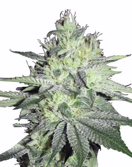 Chemdog van MSNL Seeds