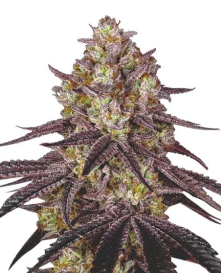 Maui Wowie van MSNL Seeds