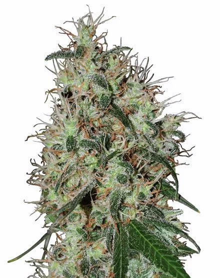 Grapefruit van MSNL Seeds