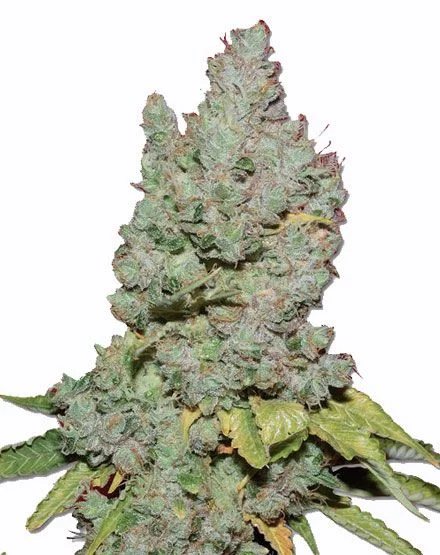 Medi Bud van MSNL Seeds