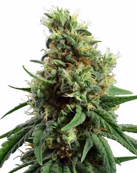 Sour Diesel van MSNL Seeds