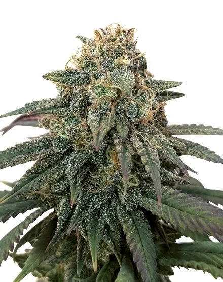 ACDC van MSNL Seeds