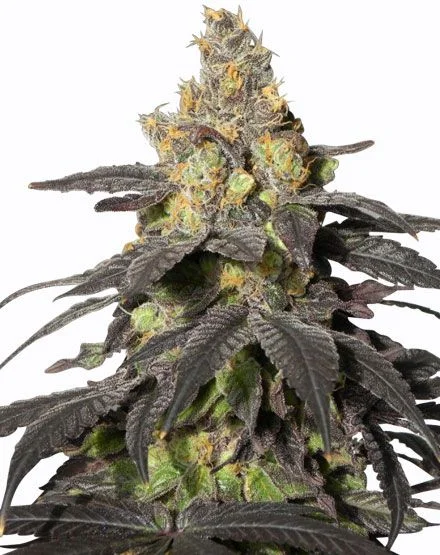 Purple Urkle van MSNL Seeds