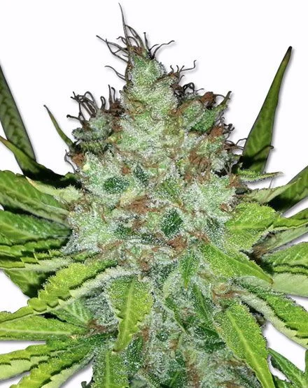 Easy Sativa van MSNL Seeds