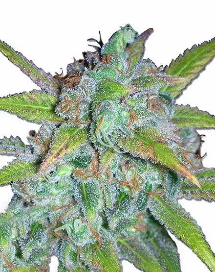 Early Misty van MSNL Seeds