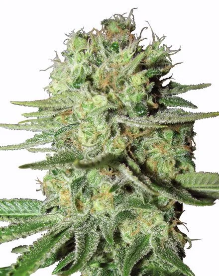 Durban Poison van MSNL Seeds