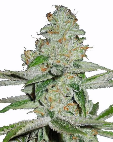 Amnesia Haze van MSNL Seeds