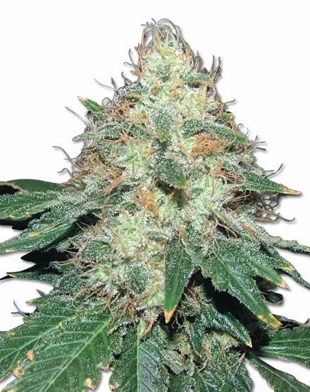 Mountain Mist van MSNL Seeds