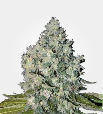 Big Bud van MSNL Seeds