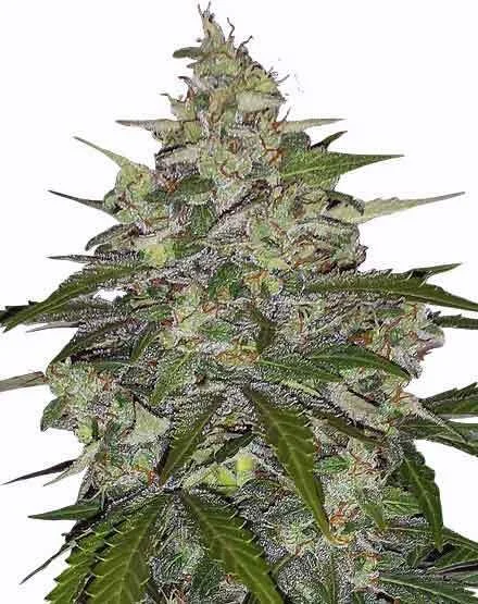 Zkittlez van MSNL Seeds