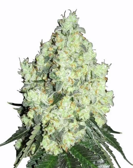 OG Kush van MSNL Seeds