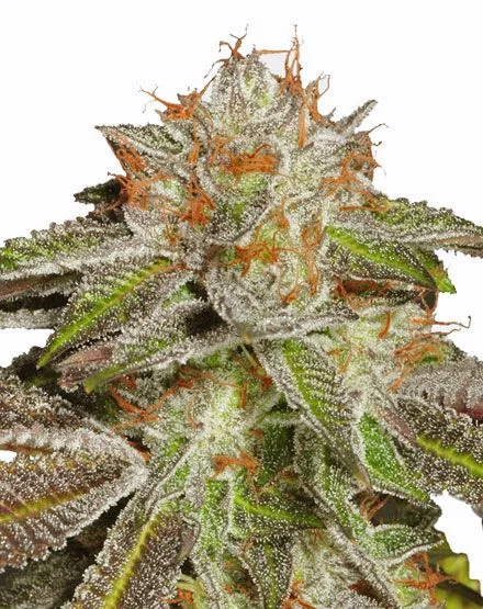 Bruce Banner #3 van MSNL Seeds