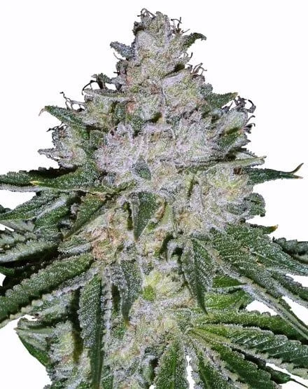 White Widow Skunk van MSNL Seeds