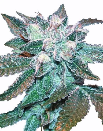 Hash Plant van MSNL Seeds