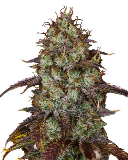 Carbon Fiber van MSNL Seeds