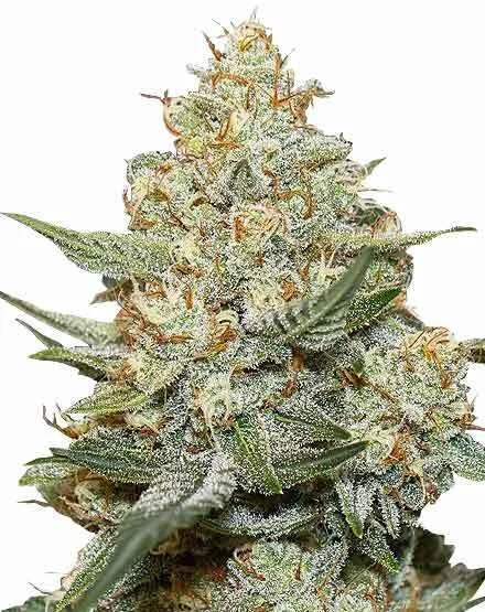 Gorilla Cookies van MSNL Seeds