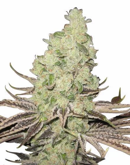 Super Sour Berry van MSNL Seeds