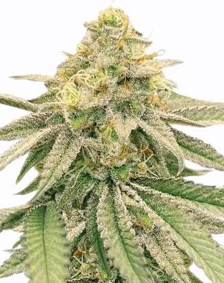 Gushers van MSNL Seeds