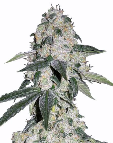 CBD Queen van MSNL Seeds