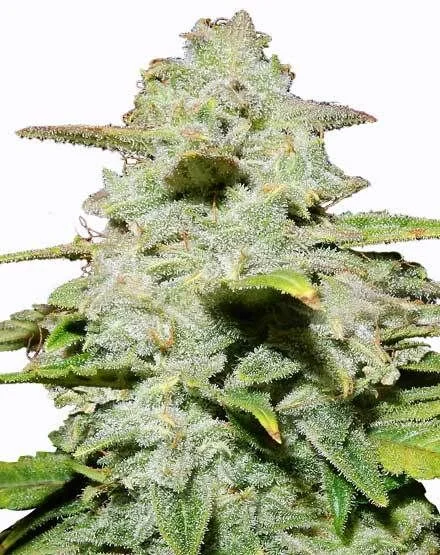 Green Crack van MSNL Seeds