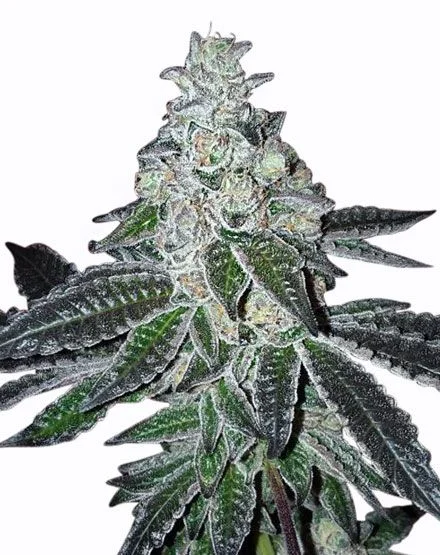 Gelato van MSNL Seeds
