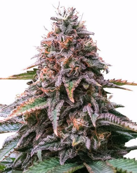 Cherry Pie van MSNL Seeds