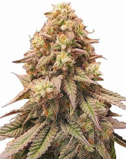 Gorilla Zkittlez van MSNL Seeds