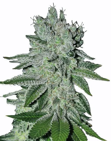 Headband OG van MSNL Seeds