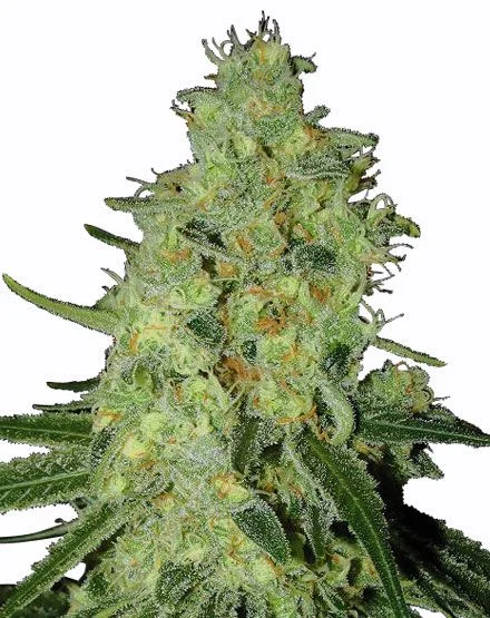 Lemon OG van MSNL Seeds