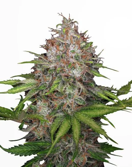 CBG Soul van MSNL Seeds