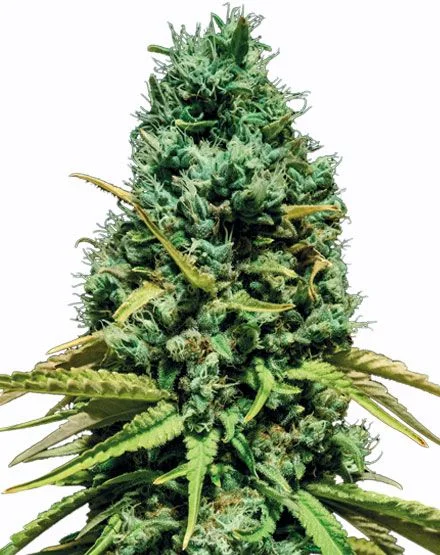 Mandarin CBD van MSNL Seeds
