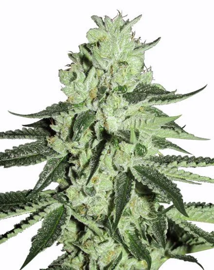 Hash Bomb van MSNL Seeds