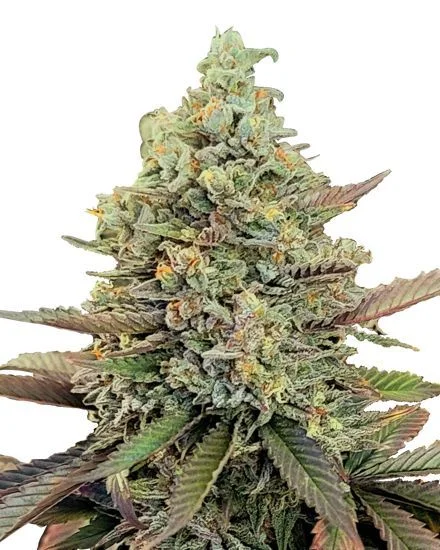 Kush Mints van MSNL Seeds