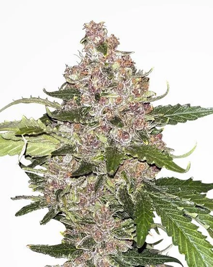 Forbidden Fruit van MSNL Seeds