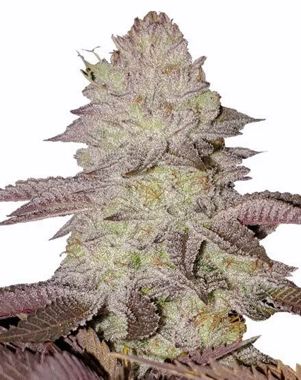 GMO Cookies van MSNL Seeds