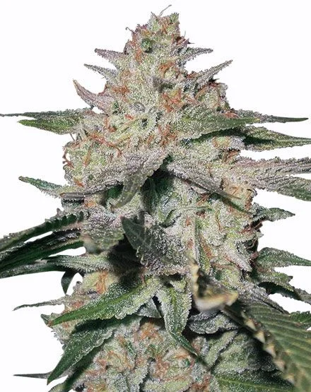 Northern Lights van MSNL Seeds